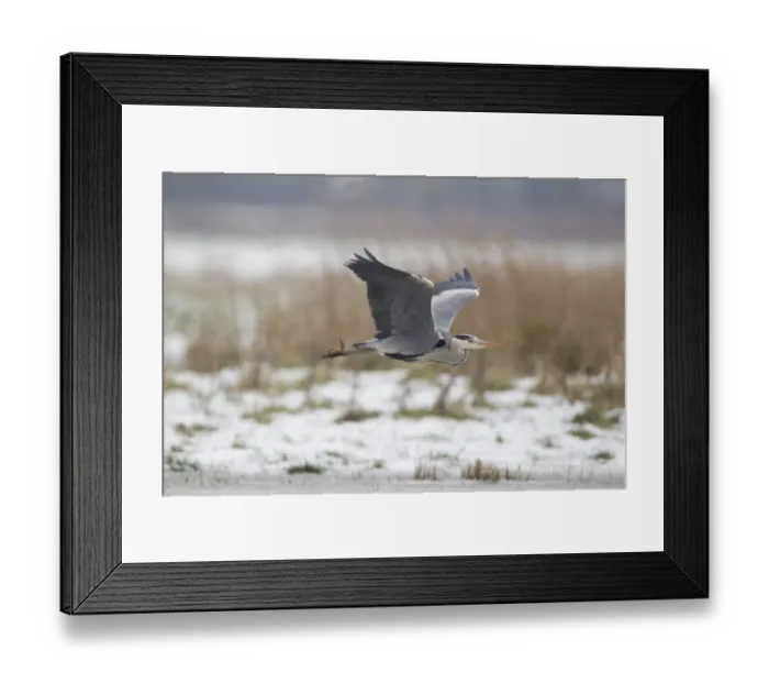 Framed Print : Grey Heron (Ardea cinerea) adult, in flight over snow covered marshland, Suffolk, England, January Framed Print : Grey Heron (Ardea cinerea) adult, in flight over snow covered marshland, Suffolk, England, January