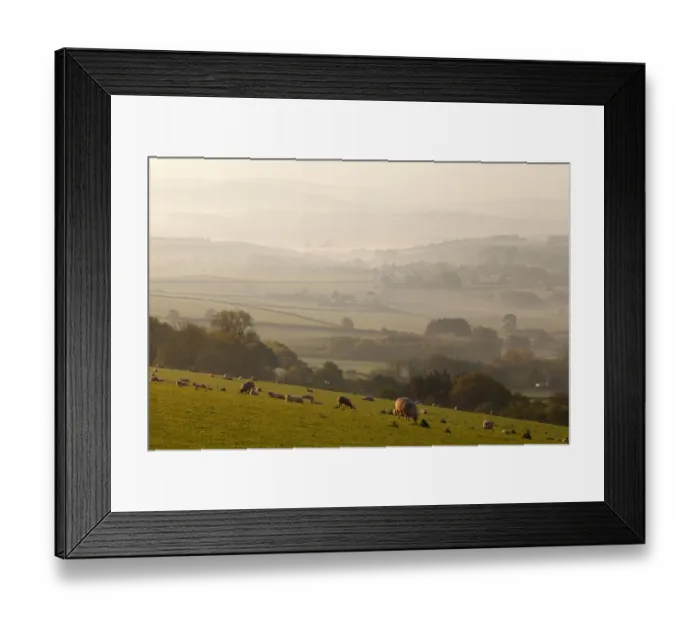Framed Print : Domestic Sheep, flock grazing in pasture on hillside, with mist beginning to lift from fields below revealing trees Framed Print : Domestic Sheep, flock grazing in pasture on hillside, with mist beginning to lift from fields below revealing trees