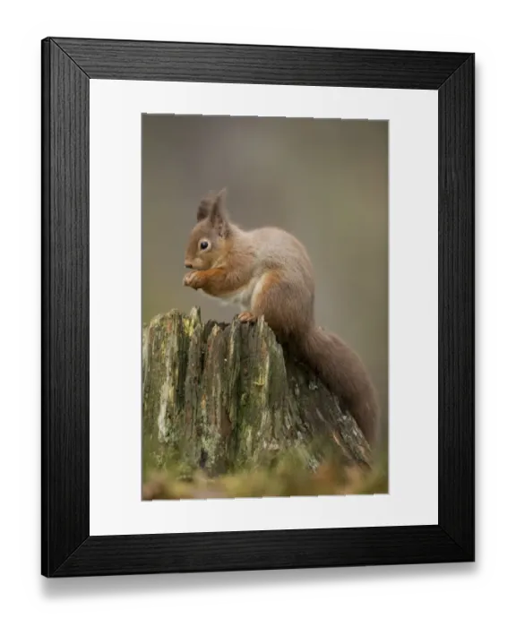 Framed Print : Eurasian Red Squirrel (Sciurus vulgaris) adult, feeding, sitting on stump, Scotland, January Framed Print : Eurasian Red Squirrel (Sciurus vulgaris) adult, feeding, sitting on stump, Scotland, January