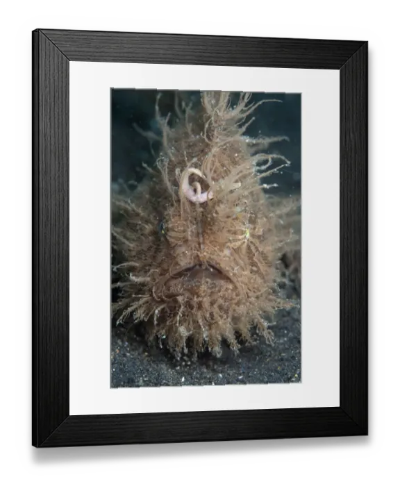 Framed Print : Striped Frogfish (Antennarius striatus) adult, resting on black sand, Lembeh Straits, Sulawesi, Sunda Islands