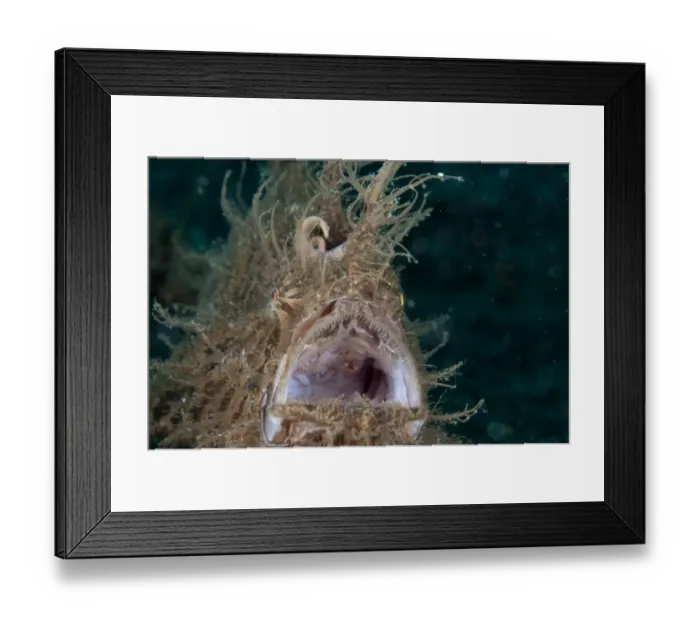Framed Print : Striped Frogfish (Antennarius striatus) adult, close-up of head, yawning, Lembeh Straits, Sulawesi, Sunda Islands