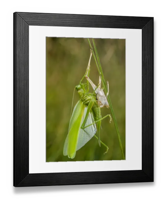 Framed Print : Great Green Bush-cricket (Tettigonia viridissima) adult female, shedding exoskeleton during final moult Framed Print : Great Green Bush-cricket (Tettigonia viridissima) adult female, shedding exoskeleton during final moult