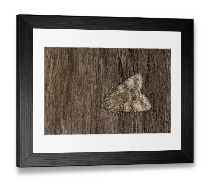 Framed Print : Poplar Grey Moth (Acronicta megacephala) adult, resting on bark, Oxfordshire, England, July Framed Print : Poplar Grey Moth (Acronicta megacephala) adult, resting on bark, Oxfordshire, England, July