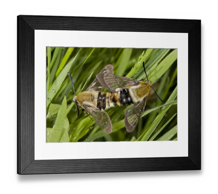Framed Print : Narrow-bordered Bee Hawkmoth (Hemaris tityus) adult pair, mating, Bulgaria, May Framed Print : Narrow-bordered Bee Hawkmoth (Hemaris tityus) adult pair, mating, Bulgaria, May