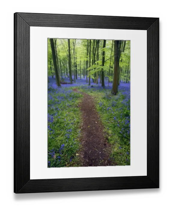 Framed Print : Bluebell (Endymion non-scriptus) flowering mass, growing beside path in Common Beech (Fagus sylvatica) Framed Print : Bluebell (Endymion non-scriptus) flowering mass, growing beside path in Common Beech (Fagus sylvatica)