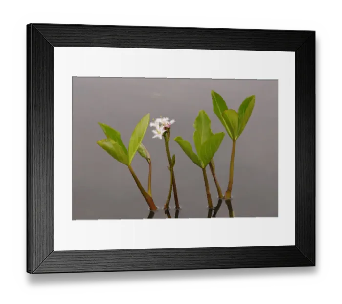Framed Print : Bogbean (Menyanthes trifoliata) flowering, growing in pond, Oxfordshire, England, May Framed Print : Bogbean (Menyanthes trifoliata) flowering, growing in pond, Oxfordshire, England, May