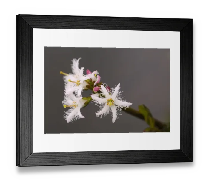Framed Print : Bogbean (Menyanthes trifoliata) close-up of flowers, growing in pond, Oxfordshire, England, May Framed Print : Bogbean (Menyanthes trifoliata) close-up of flowers, growing in pond, Oxfordshire, England, May