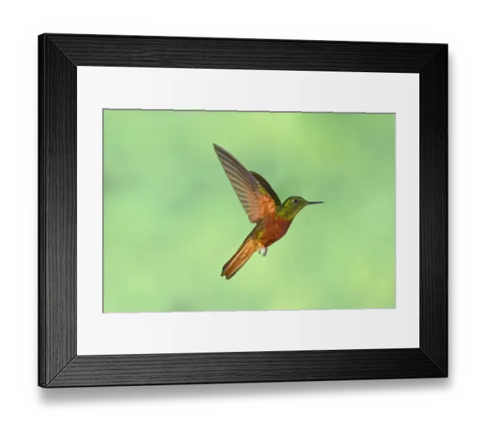 Framed Print : Chestnut-breasted Coronet (Boissonneaua matthewsii) adult, in flight, hovering in montane rainforest, Andes, Ecuador Framed Print : Chestnut-breasted Coronet (Boissonneaua matthewsii) adult, in flight, hovering in montane rainforest, Andes, Ecuador