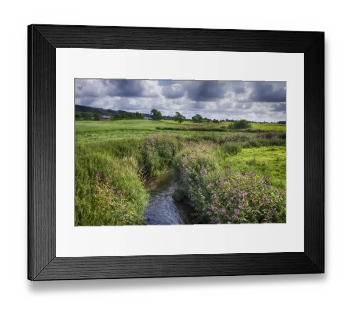 Framed Print : View of river with flowering Himalayan Balsam (Impatiens glandulifera) introduced invasive species, River Loud Framed Print : View of river with flowering Himalayan Balsam (Impatiens glandulifera) introduced invasive species, River Loud