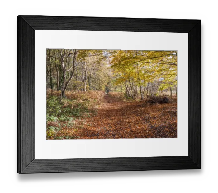 Framed Print : Track covered with leaf litter amongst trees in autumn colour, Little Budworth, Cheshire, England, November Framed Print : Track covered with leaf litter amongst trees in autumn colour, Little Budworth, Cheshire, England, November