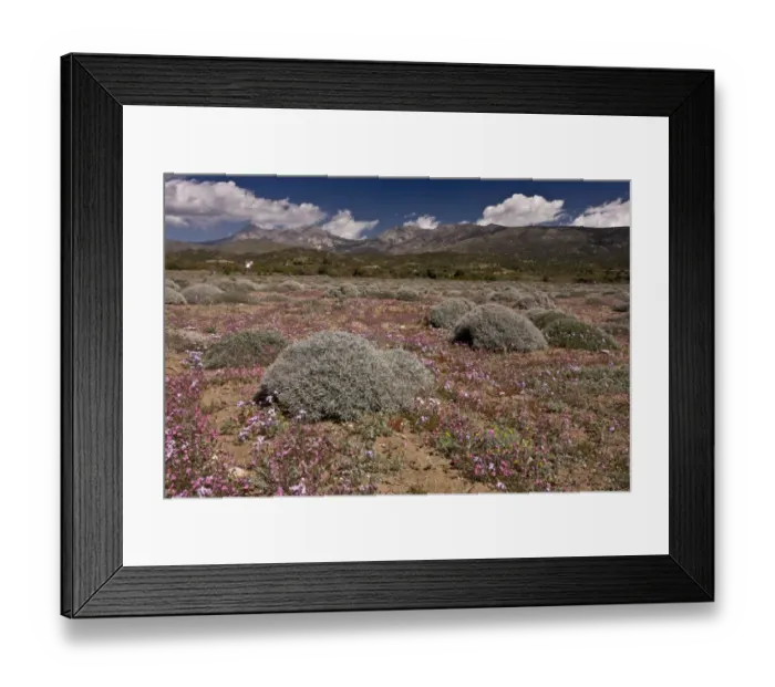 Framed Print : Flowering vegetation on beach, with mountains in background, Managhros, Chios, Greece, April Framed Print : Flowering vegetation on beach, with mountains in background, Managhros, Chios, Greece, April