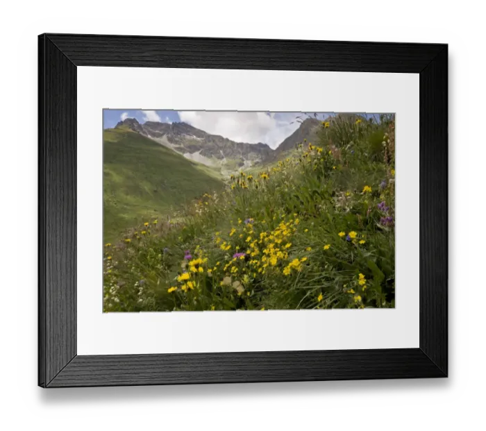 Framed Print : Alpine wildflowers flowering in high pasture habitat, Col de L Iseran, Vanoise N. P. French Alps, France, July Framed Print : Alpine wildflowers flowering in high pasture habitat, Col de L Iseran, Vanoise N. P. French Alps, France, July