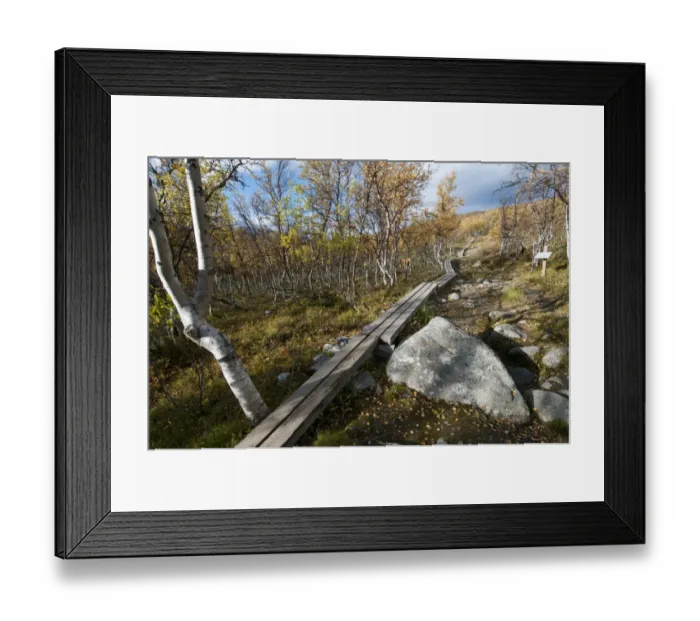 Framed Print : Boardwalk leading through birch forest to summit of fell, Saana Fell, Kilpisjarvi, Enontekio, Lapland, Finland Framed Print : Boardwalk leading through birch forest to summit of fell, Saana Fell, Kilpisjarvi, Enontekio, Lapland, Finland
