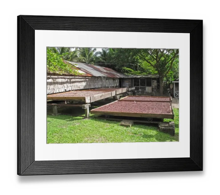 Framed Print : Cocoa (Theobroma cacao) crop, beans in drying trays, Fond Doux Plantation, St