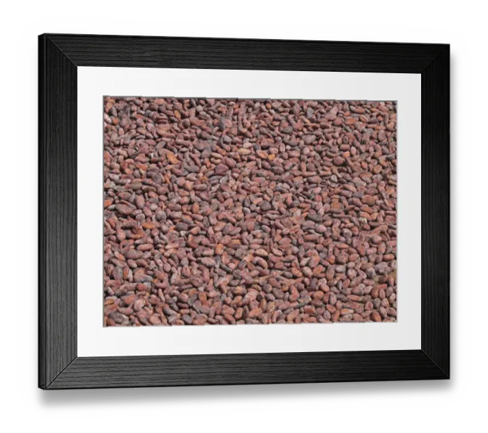 Framed Print : Cocoa (Theobroma cacao) crop, close-up of beans in drying tray, Fond Doux Plantation, St Framed Print : Cocoa (Theobroma cacao) crop, close-up of beans in drying tray, Fond Doux Plantation, St