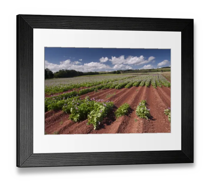 Framed Print : Potato (Solanum tuberosum) patchy crop after poor early growing season, flowering in field, Aberdeenshire, Scotland Framed Print : Potato (Solanum tuberosum) patchy crop after poor early growing season, flowering in field, Aberdeenshire, Scotland