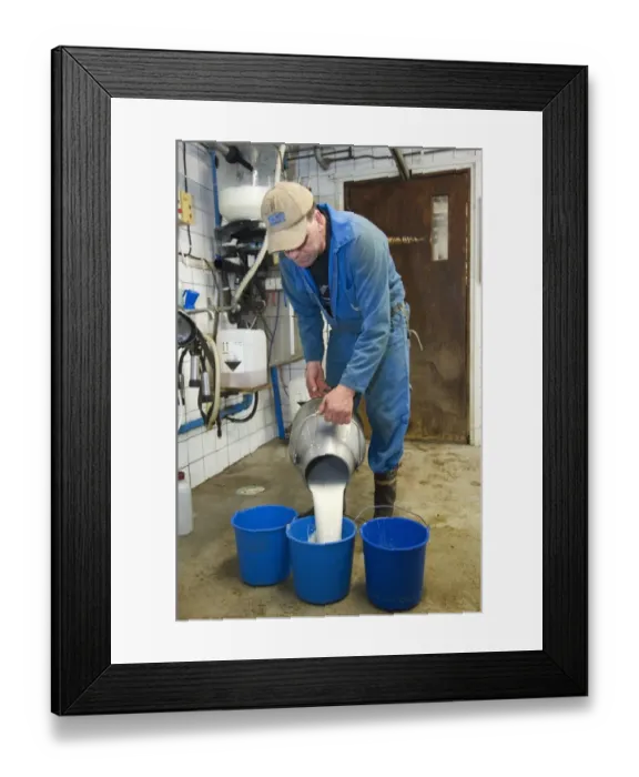 Framed Print : Dairy farmer pouring milk into bucket, in milking parlour, Sweden Framed Print : Dairy farmer pouring milk into bucket, in milking parlour, Sweden