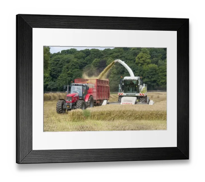 Framed Print : Cls forage harvester and Massey Ferguson tractor with wagon, harvesting whole-crop wheat crop for animal feed Framed Print : Cls forage harvester and Massey Ferguson tractor with wagon, harvesting whole-crop wheat crop for animal feed