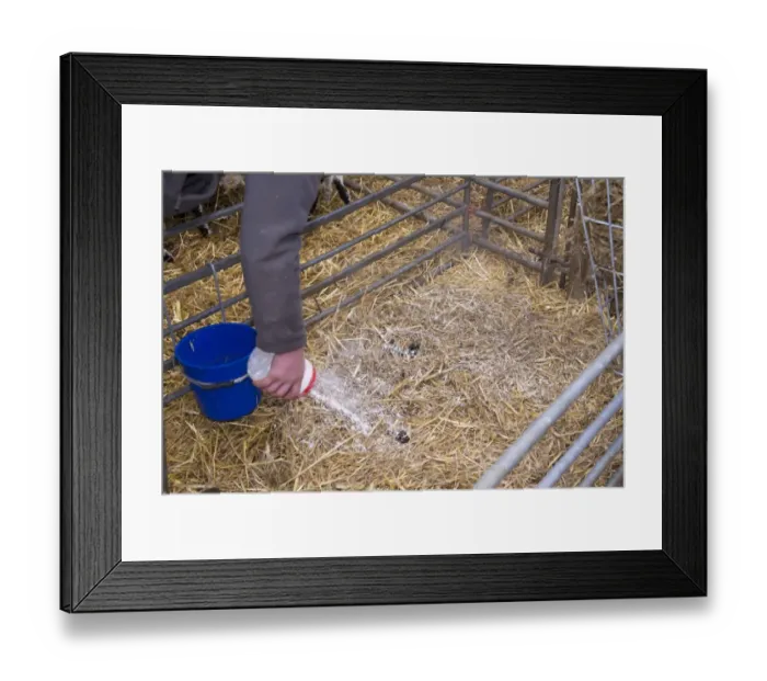 Framed Print : Sheep farming, sprinkling lime on lambing pen to keep down infections in lambing shed, Lancashire, England, April Framed Print : Sheep farming, sprinkling lime on lambing pen to keep down infections in lambing shed, Lancashire, England, April