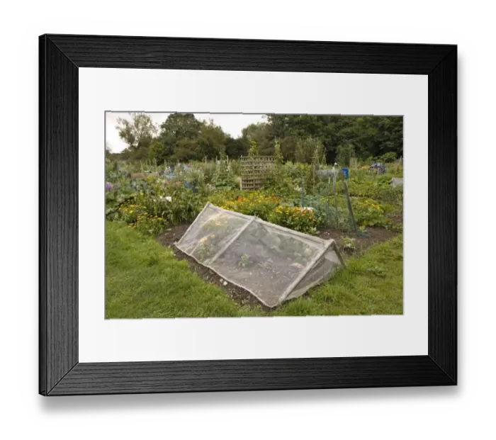 Framed Print : Allotment with fine mesh cage to keep out insect pests, Dorchester, Dorset, England, August Framed Print : Allotment with fine mesh cage to keep out insect pests, Dorchester, Dorset, England, August