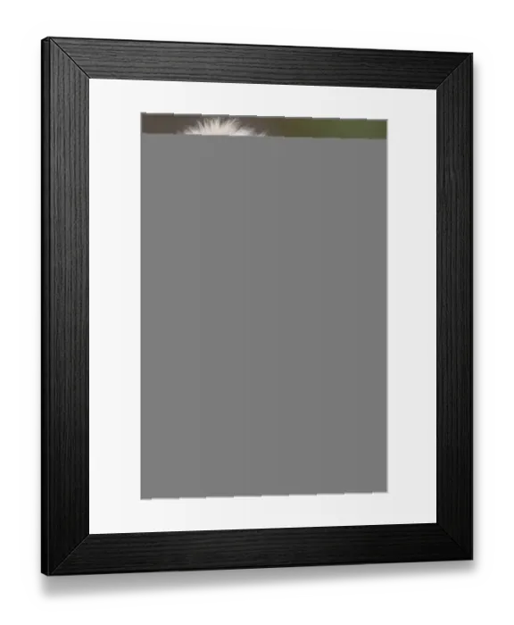 Framed Print : Southern Plains Grey Langur (Semnopithecus dussumieri) adult female with young, Ranthambore N. P Framed Print : Southern Plains Grey Langur (Semnopithecus dussumieri) adult female with young, Ranthambore N. P