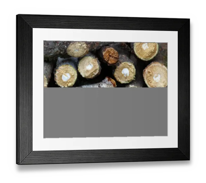 Framed Print : Buff-tip (Phalera bucephala) adult, resting amongst cut twigs, Cannobina Valley, Italian Alps, Piedmont Framed Print : Buff-tip (Phalera bucephala) adult, resting amongst cut twigs, Cannobina Valley, Italian Alps, Piedmont