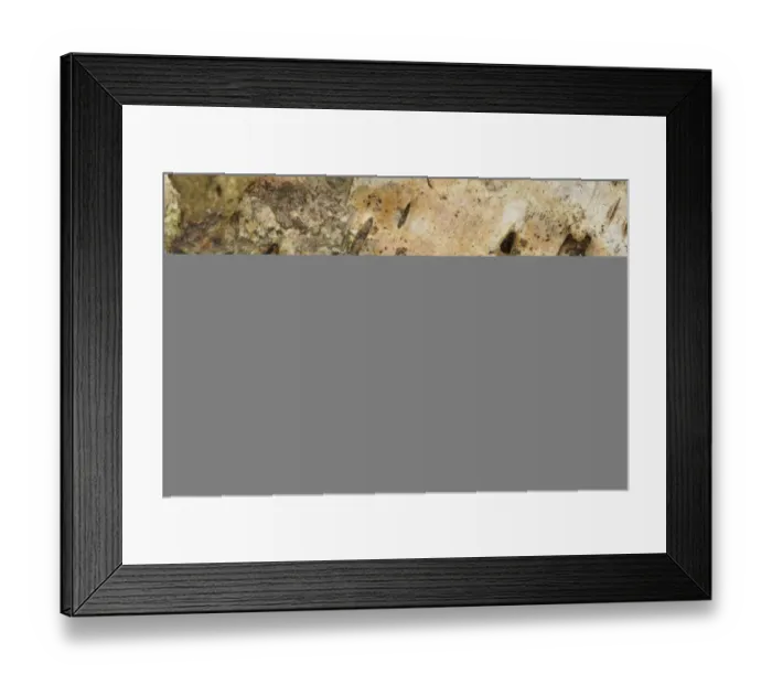 Framed Print : Dusky Brocade (Apamea remissa) adult, Sheffield, South Yorkshire, England, July Framed Print : Dusky Brocade (Apamea remissa) adult, Sheffield, South Yorkshire, England, July
