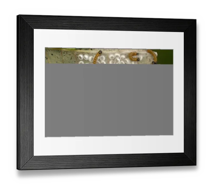 Framed Print : Buff-tip (Phalera bucephala) newly hatched caterpillars, group feeding on egg cases, Gorseinon, West Glamorgan Framed Print : Buff-tip (Phalera bucephala) newly hatched caterpillars, group feeding on egg cases, Gorseinon, West Glamorgan
