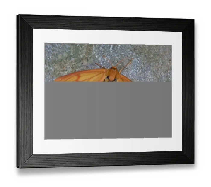 Framed Print : Clouded Buff (Diacrisia sannio) adult female, showing underwing warning colouration, Cannobina Valley, Italian Alps Framed Print : Clouded Buff (Diacrisia sannio) adult female, showing underwing warning colouration, Cannobina Valley, Italian Alps
