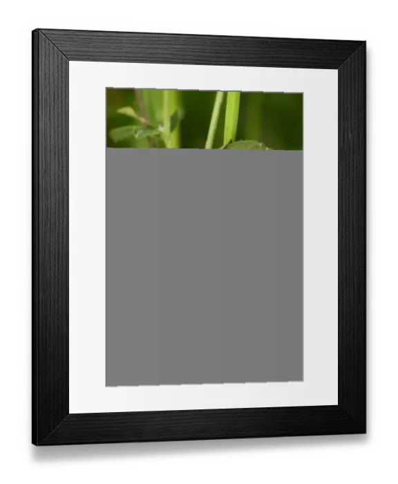 Framed Print : Five-spot Burnet Moth (Zygaena trifolii) caterpillar, resting on stem, Oxfordshire, England, June