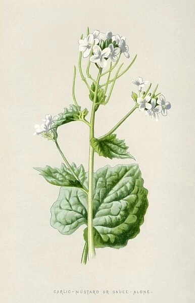 Alliaria Officinalis