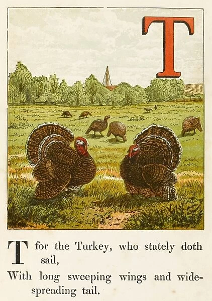 Alphabet  /  T for Turkey