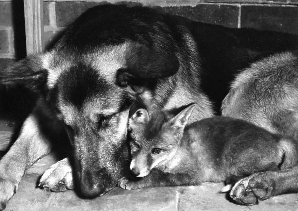 Alsatian dog and Fox cub
