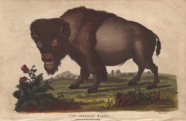 American bison, Bison americanus