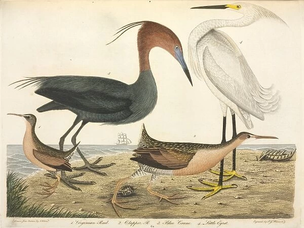 American Ornithology by Alexander Wilson, 1824