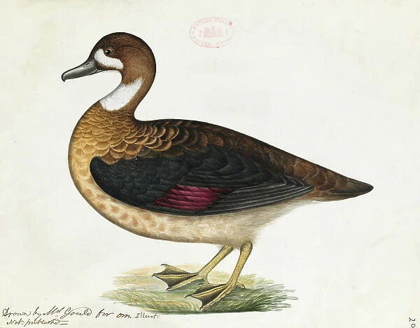 Anas specularis, Bronze-winged duck