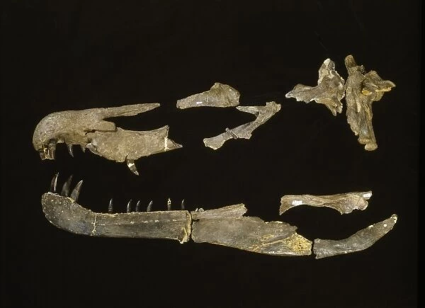 Baryonyx. Fragments of a skull that once belonged to Baryonyx