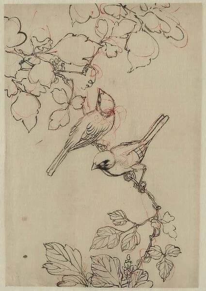 Two birds perched on grapevines