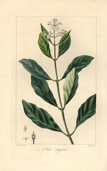 Black ironwood or olive tree, Olea capensis