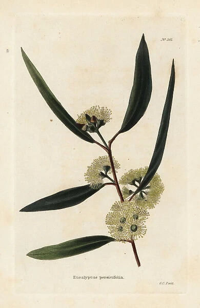 Blackbutt, Eucalyptus pilularis