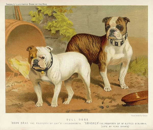 Two Bull Dogs C1890