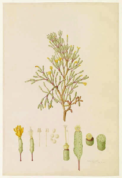 Cactus salicomoides, cactus