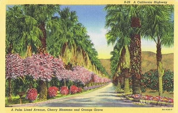 Californian highway with cherry blossoms and orange groves