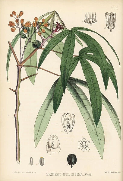 Cassava or manioc, Manihot esculenta