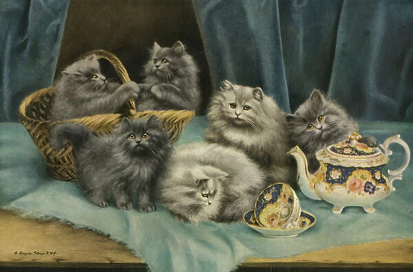Cats and Kittens - Tea Time