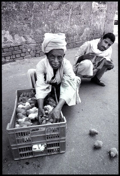 Chicks in street, Cairo, Egypt. Date: 1980s