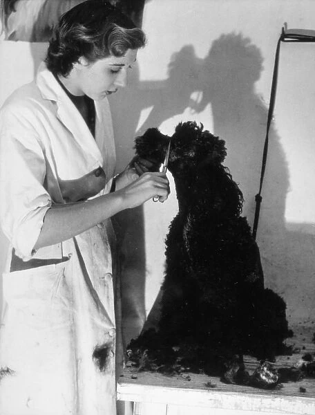 Clipping a Poodle  /  Black