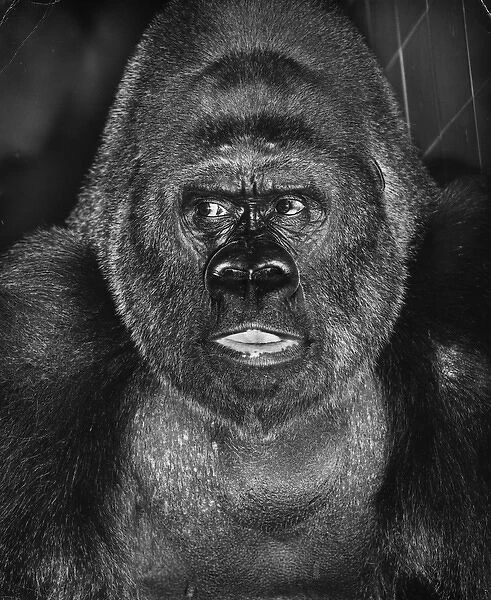 Closeup of a gorilla