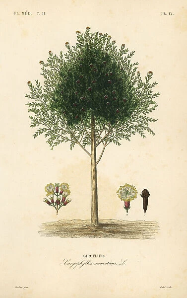 Clove tree, Syzygium aromaticum