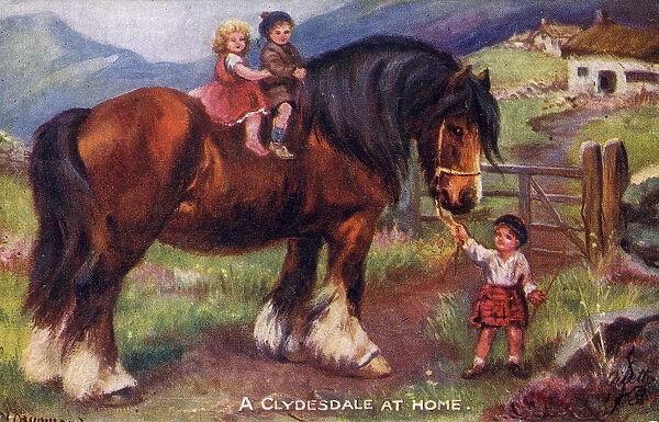 A Clydesdale at Home - Scottish draft horse